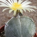 ast.myriostigma       3 rib      4