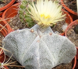 ast.myriostigma        5