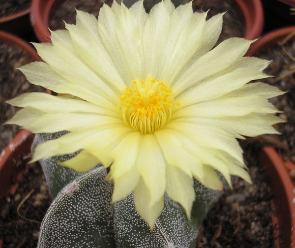 ast.myriostigma.v.potosina