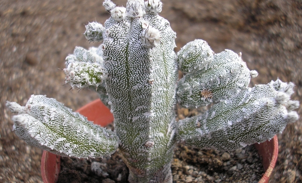 ast.myriostigma.v.tulense fa.colunnare   cristaat