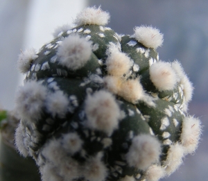 astrophytum  asterias   hanazona