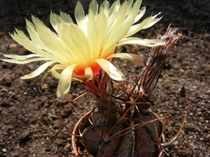 astrophytum. capricorne .