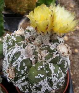 astrophytum. myriostigma   cv fukuyu hannya