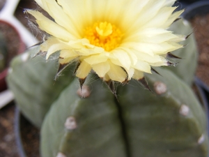 astrophytum. myriostigma   kiko