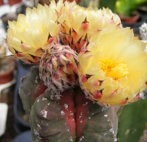 astrophytum. myriostigma   kiko.                   3