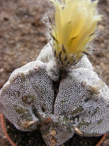 astrophytum. onzuka                              5