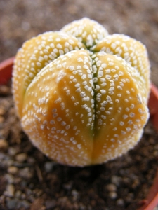 astrophytum. onzuka.varigata                          5