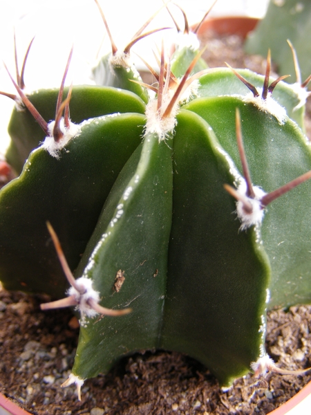 asterophytum   ornatum  nudem