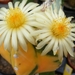 asterophytum. miriostigma  varigata