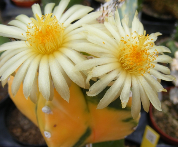 asterophytum. miriostigma  varigata