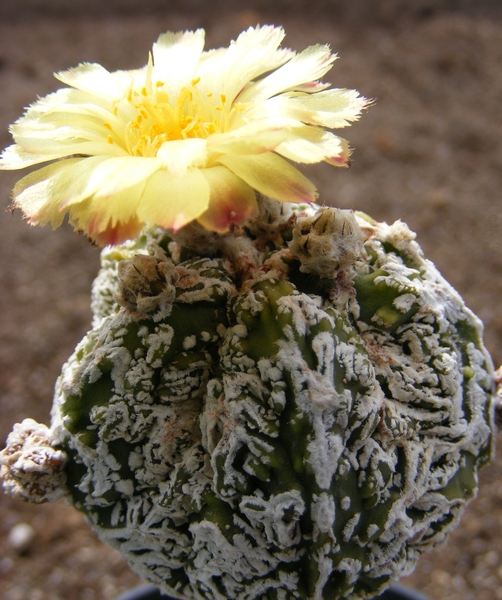 asterophytum  myriostigma      cv fukuryu hanya.                 