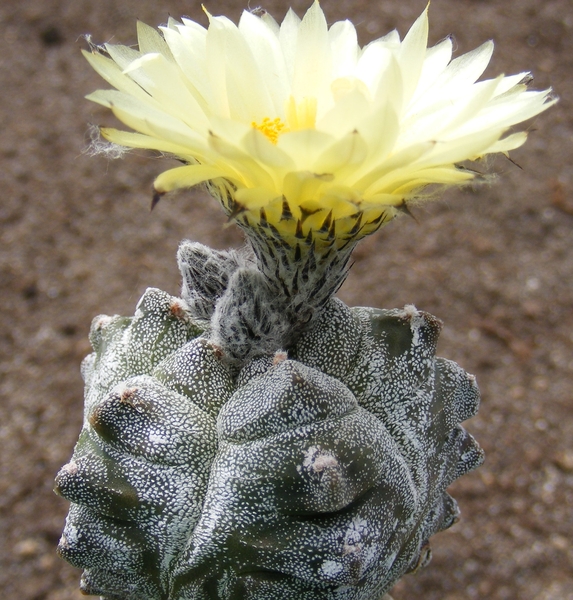 asterophytum  myriostigma   kitsukou