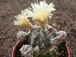 astrophytum. ormy  hakujo fukuruyo