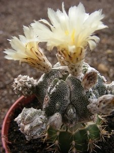 astrophytum. ormy  hakujo fukuruyo.                              