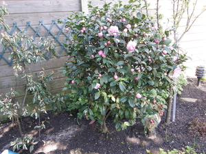 P4100042 Cameliastruik