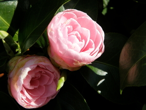 P4100035 Cameliabloem