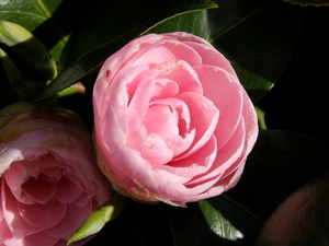 P4100036 Cameliabloem