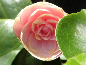 P4100037 Cameliabloem