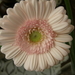P4160047 Gerbera