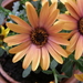 P4280062 Margriet