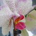 P4280066 Orchide