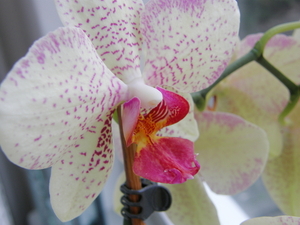 P4280066 Orchide
