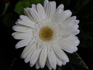 P5080188 Gerbera