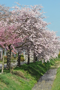 Blowemenpracht in Goes DSC_0062