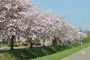 Bloemenpracht in Goes DSC_0063