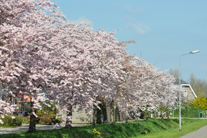 Bloemenpracht in Goes SC_0064