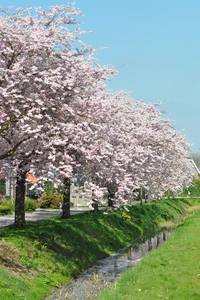 Bloemenpracht in Goes. DSC_0065