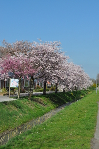 Bloemenpracht in Goes. DSC_0066