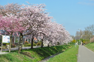 Bloemenpracht in Goes DSC_0067