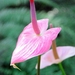 0-        -Flamingo_Flower (Medium)