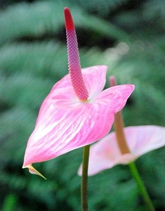 0-        -Flamingo_Flower (Medium)