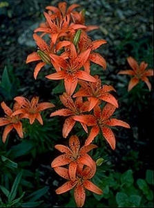 0-           Asiatic- lily 1112p01 (Medium)