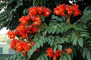 0-            african-tulip-tree (Medium)