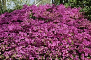 0-              azalea (Medium)