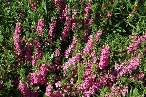 0-           angelonia (Medium)