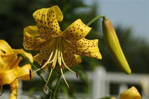 0-                 asiatic-lily (Medium)