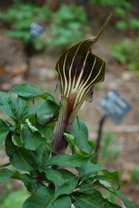 0-              arisaema (Medium)