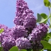 0-                Purple-Lilac-1-2