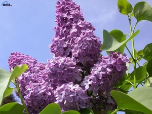 0-                Purple-Lilac-1-2