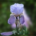 0-             -Purple-Lili Flower-1-