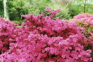 0-            azalea_011 (Small)