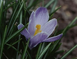 0-             crocus_011 (Small)