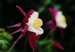 0-          columbine_001 (Small)