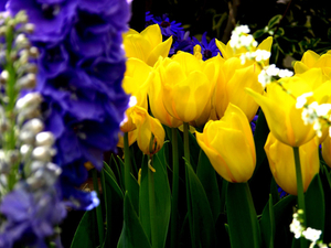 00                               Tulips-159--800x600