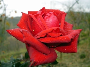 00                               Red-Flower-9- 800x600