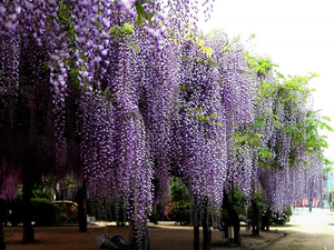 00                            Flower-Vine-8 0